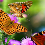 手机号测压源码